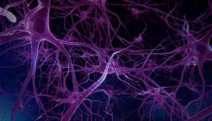The genius who grows tiny brains in a lab